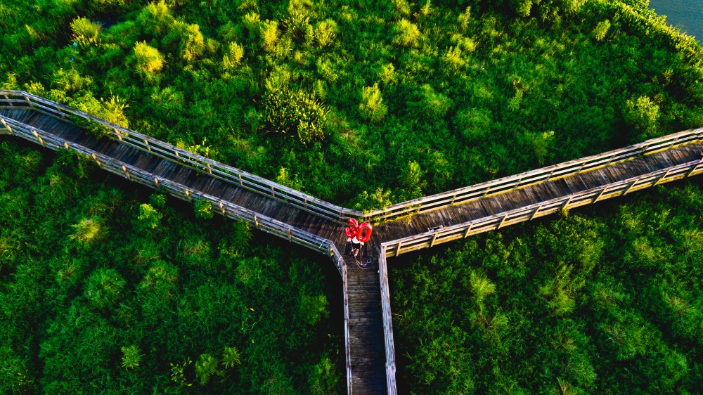 Aerial drone — Y-shaped boardwalk through forest